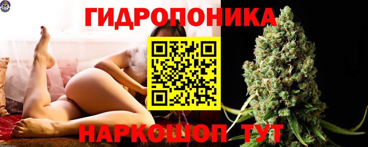 Канабис индика  Балаково  Каннабис сатива  Марихуана OG Kush 